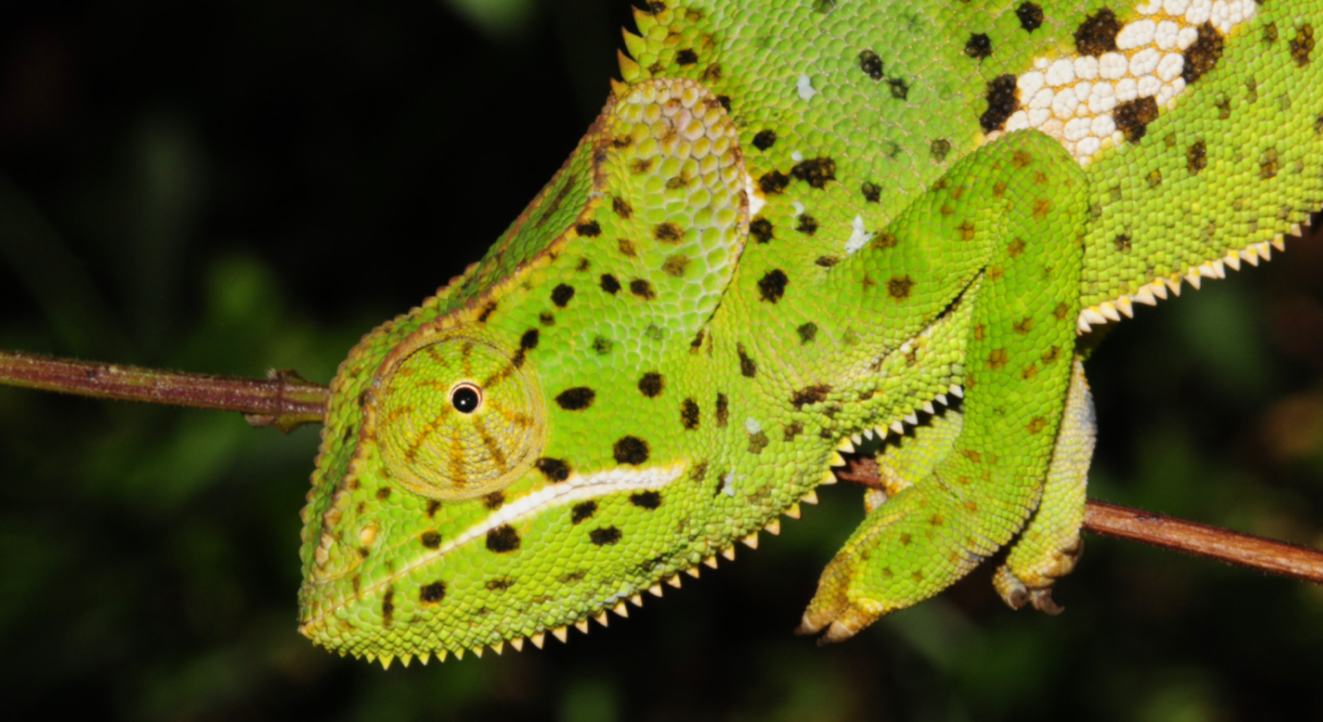CHAMELEONOLOGY: Chameleon Life History